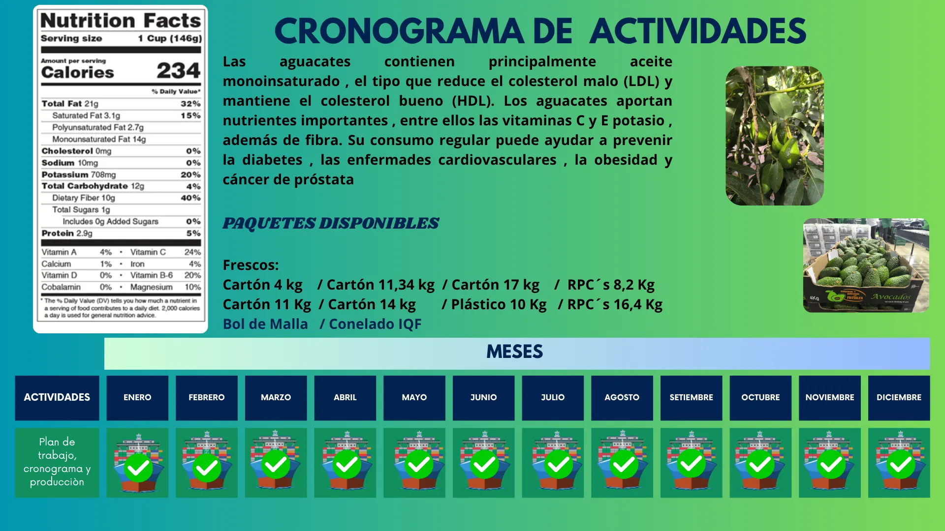 Cronograma de cosecha de la palta Hass